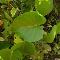 <i>Ipomoea violacea</i>  L.